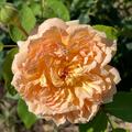 Rose 'Bathsheba'� , Rosa 'Bathsheba'