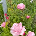 Rose 'Billet Doux'�, Rosa Billet Doux
