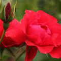 Bl�ten und Bl�tenknospe