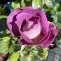 Rose 'Blue for You'�, Rosa 'Blue for You'�