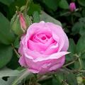 Rose 'Blush Pixie�', Rosa 'Blush Pixie�'