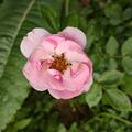 Rose Bonica 82�, Rosa Bonica 82�