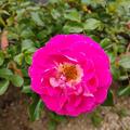 Rose 'Charmant'�, Rosa 'Charmant'�
