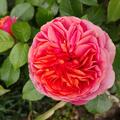 Rose Chippendale�, Nostalgische Edelrose mit herrlichen lachsrosa Bl�ten, fruchtigem Duft und breitbuschigem Wuchs