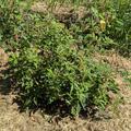 Rose 'Christine H�l�ne', Rosa 'Christine H�l�ne'