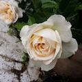 Rose 'Claire Austin�', Rosa