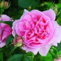 Stammrose Comtesse de S�gur�