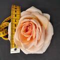 Rose 'Courage'�, Rosa 'Courage'�