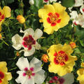 offene, cremefarbene Bl�ten  � Hortival Diffusion 