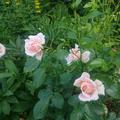 Ein Rosentraum