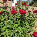 Rose 'Crimson Siluetta'�, Rosa 'Crimson Siluetta'