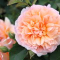 Englische Strauchrose 'Dame Judi Dench'