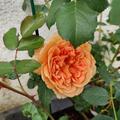 Rose 'Dame Judi Dench'� , Rosa 'Dame Judi Dench'