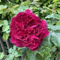 Rose Darcey Bussell�, Rosa