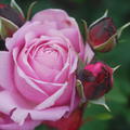 Rose Dieter M�ller�