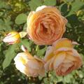Rose 'Dolce Vita'�, Rosa Dolce Vita