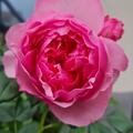 Rose 'Eckard Witzigmann'�, Rosa 'Eckard Witzigmann'�