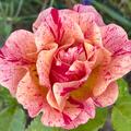 Rose 'Edgar Degas'�, Rosa