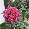 Rose 'Elbflorenz', Rosa Elbflorenz