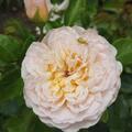 Rose 'Emily Bront�'�, Rosa 'Emily Bront�'