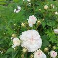 Rose 'F�licit� Parmentier', Rosa F�licit� Parmentier