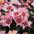 Rose For your Eyes only � Lubera