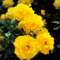 Rose Friesa�