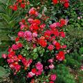 Rose Gebr�der Grimm�, Rosa 'Gebr�der Grimm'