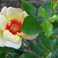 Rose 'Glorious Babylon Eyes�', Rosa 'Glorious Babylon Eyes�'