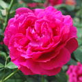 Edelrose 'Harald Wohlfahrt'�, Syn. 'Lalande de Pomerol'�