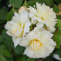 Englische Rose, Strauchrose, Rose, Austin Rose 'Imogen' (korr)
