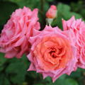 Rose 'Institut Lumi�re'�