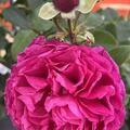 Rose 'Kaffe Fassett'�, Rosa 'Kaffe Fassett'�