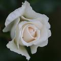 Rose 'Kristall'