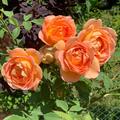Rose Lady of Shalott�, Rosa