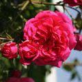 Rose Laguna� Klettermaxe�