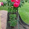 Rose Leonardo da Vinci�, Rosa