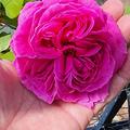Bourbonrose �¤˜Madame Isaac Pereire�¤™ Historische Rose