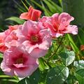 Rose 'Maestro Babylon Eyes'�  , Rosa 'Maestro Babylon Eyes'