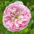 Rose Maidens Blush, Rosa Maidens Blush