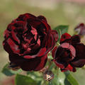 Rose 'Malicorne'�