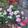 Rose 'Mariatheresia'� , Rosa 'Mariatheresia'