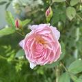 Rose 'Mary Delany'�, Rosa Mary Delany