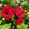 Kletterrose 'Messire Delbard'�