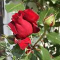 Rose 'Messire Delbard'�, Rosa 'Messire Delbard'�