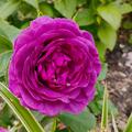 Rose 'Minerva'�, Rosa 'Minerva'�