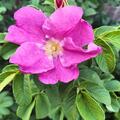 Rose 'Moje Hammarberg', Rosa 'Moje Hammarberg'