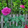 Rose Parole�, Rosa 'Parole'