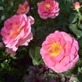 Rose Pink Paradise�, Rosa