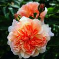 Strauchrose Port Sunlight�